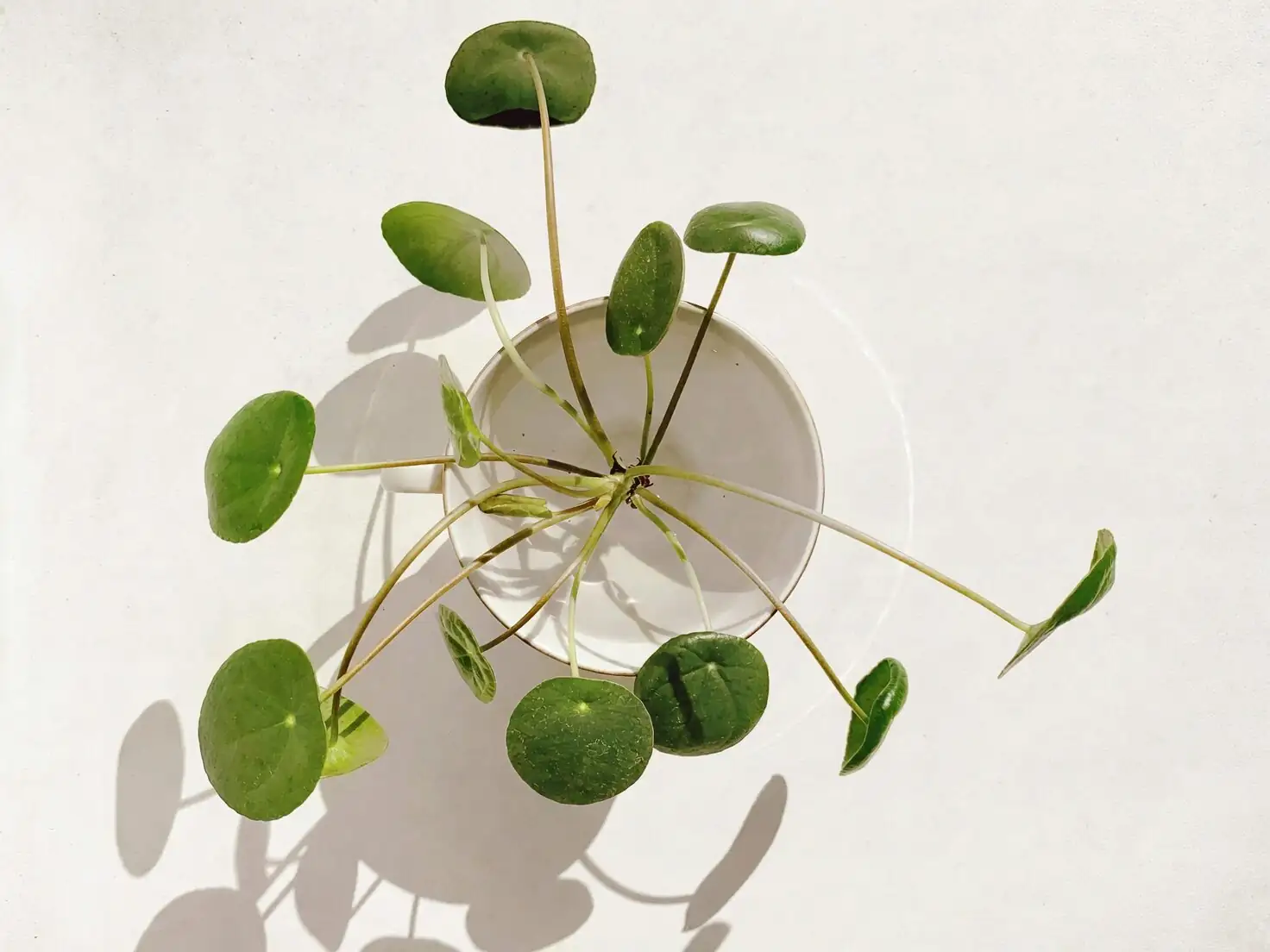 chinese brake fern bowl planter top view