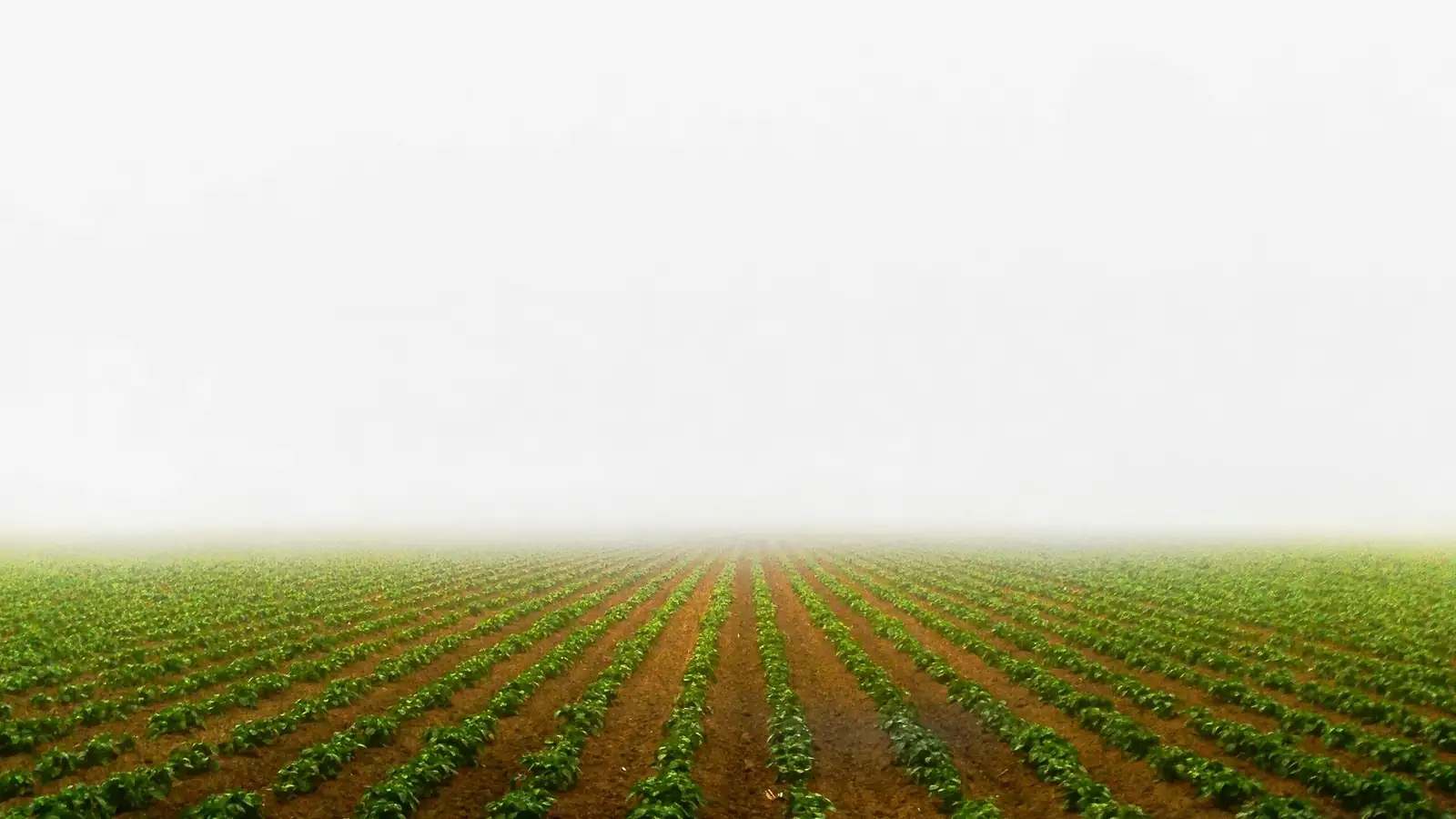 pteris vittata phytoremediation field