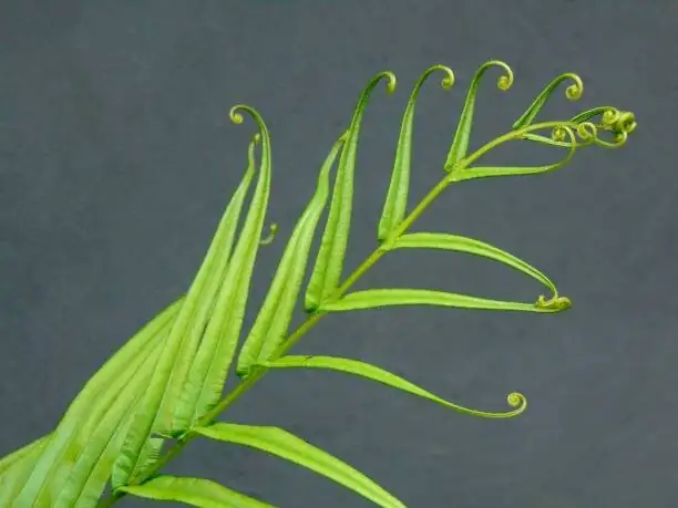 pteris vittata roots close-up