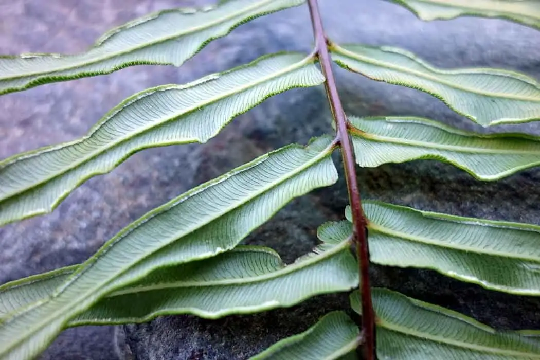 pteris vittata sori underside close-up