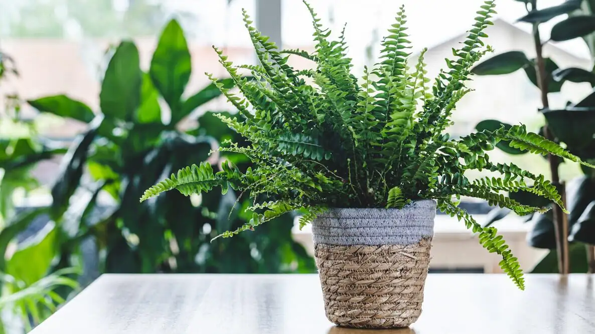 Pet-Friendly(ish) Greenery: Is the Chinese Brake Fern Safe for Cats and Dogs?