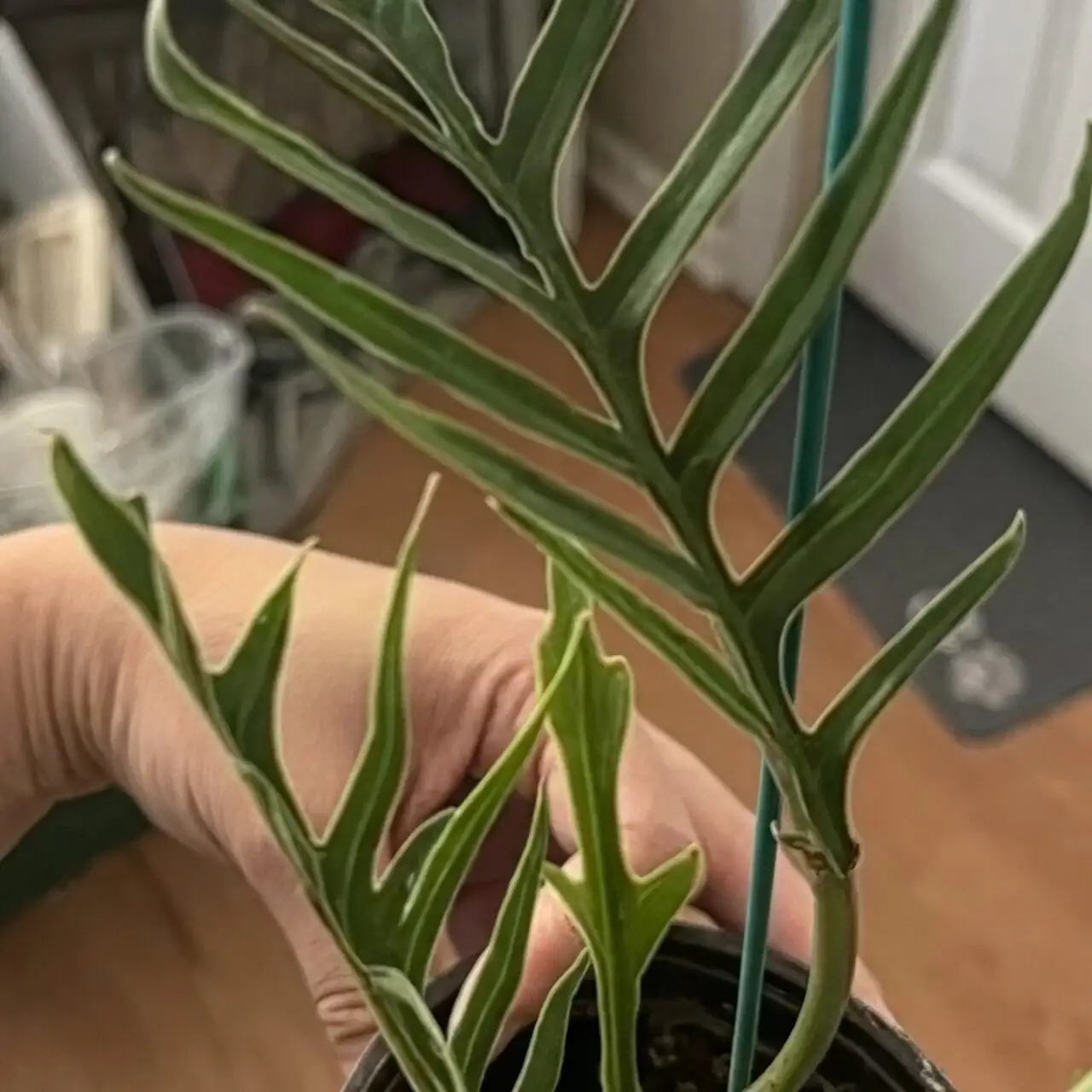 Chinese brake fern watering can
