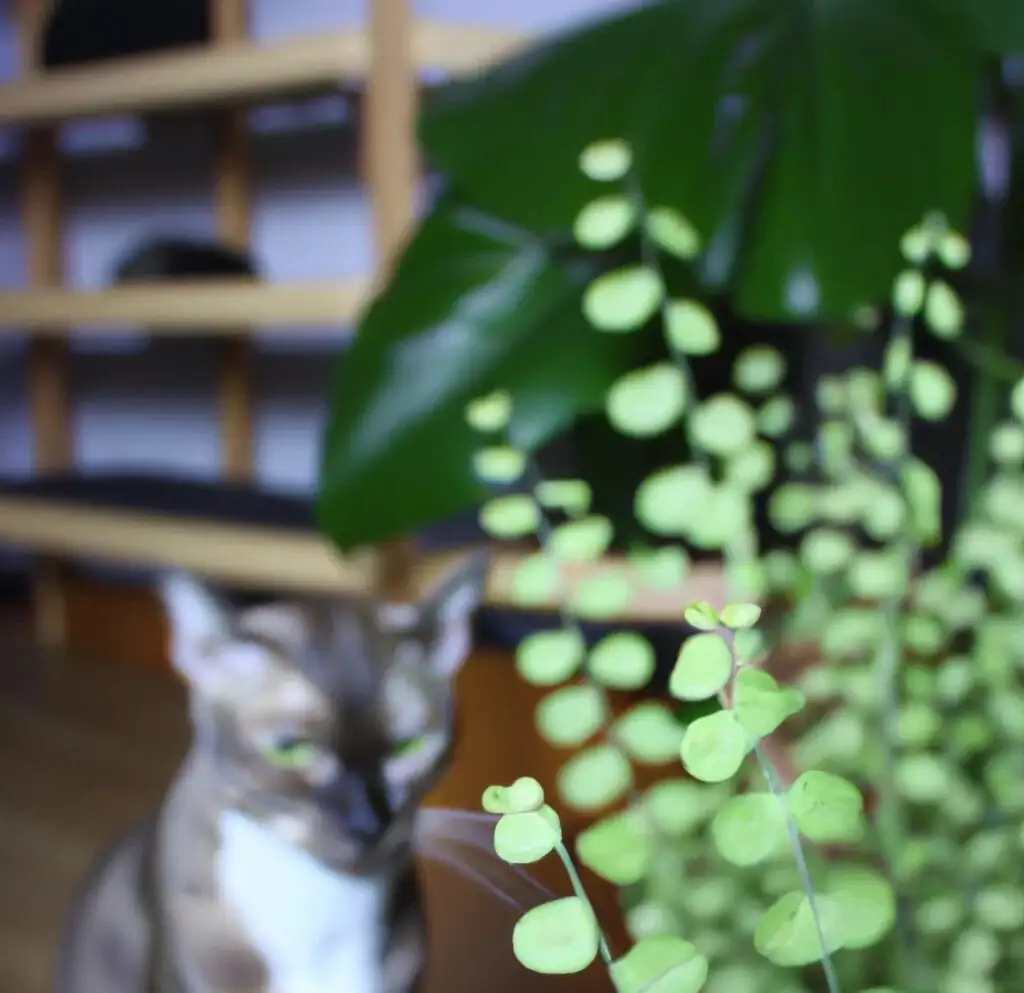 Chinese brake fern cat sniffing