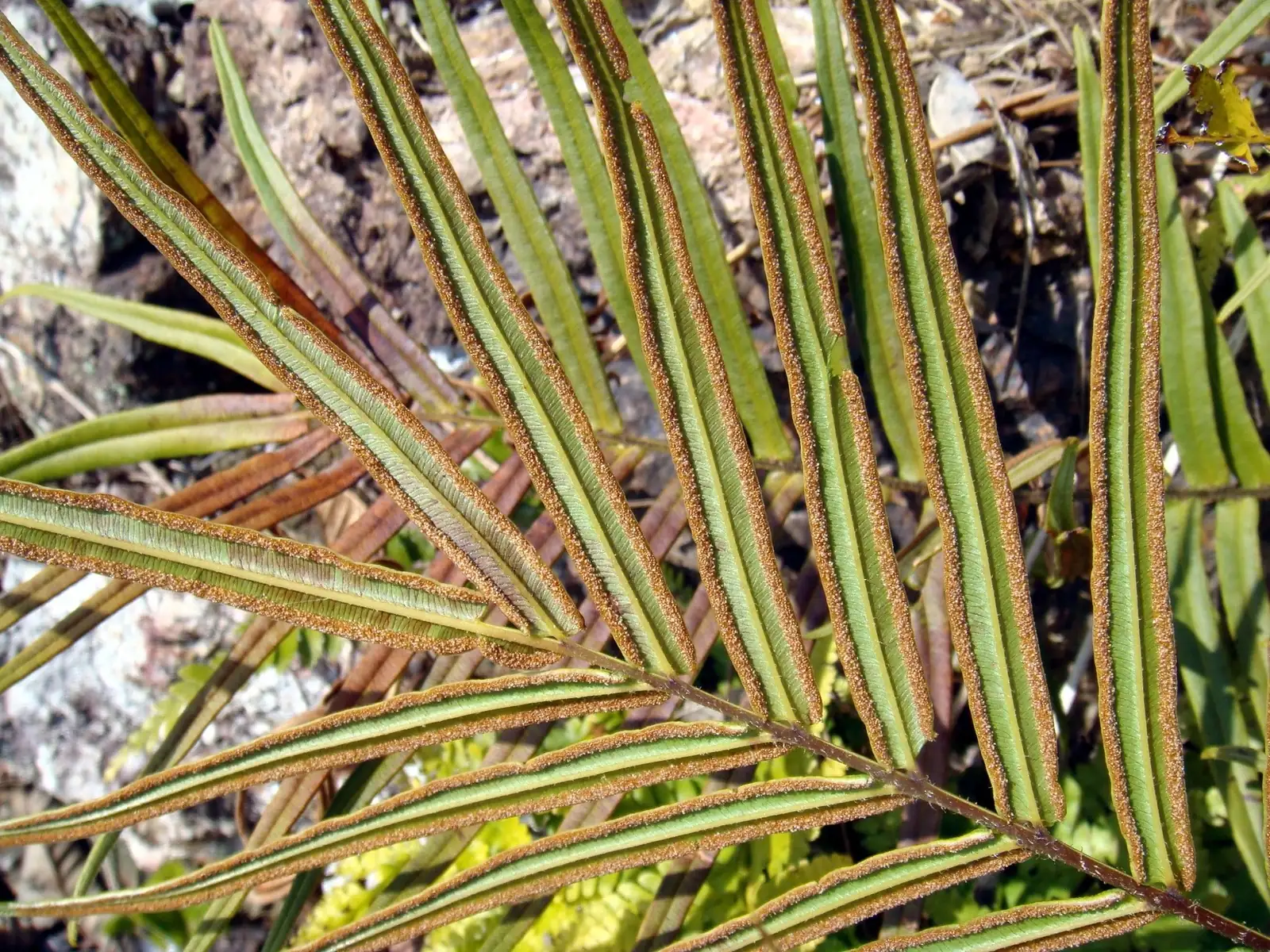 Chinese brake fern sori underside close-up
