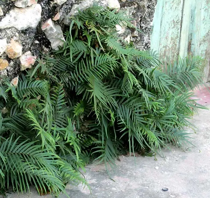 Tropical Mood Outdoors: Growing Chinese Brake Fern in Warm-Climate Shade Gardens