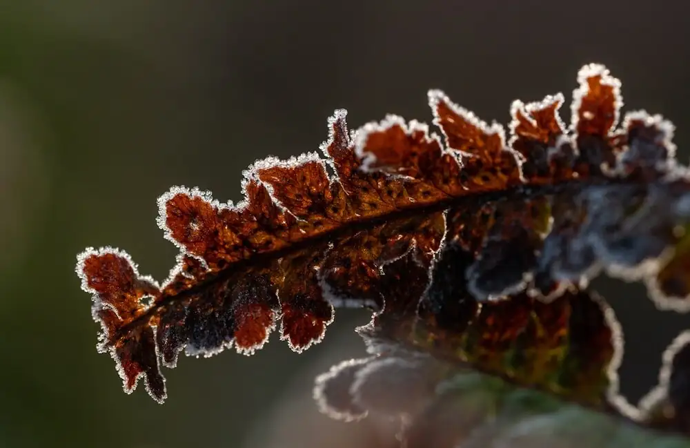 Chinese brake fern frost protection