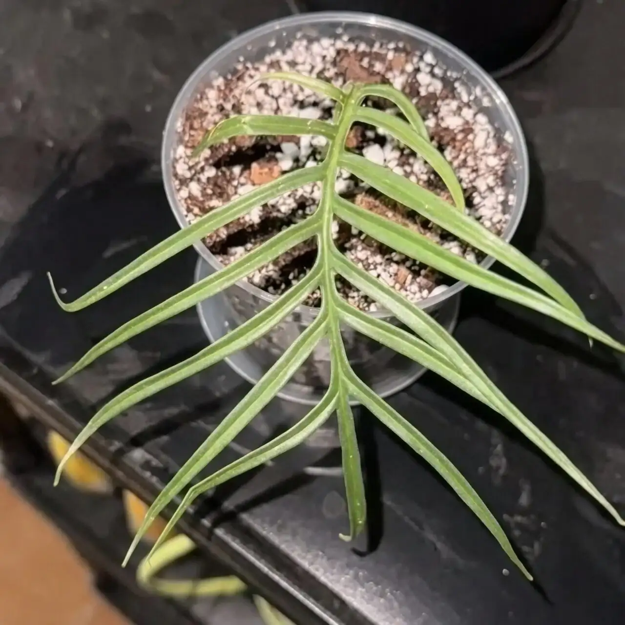 Chinese brake fern potting mix