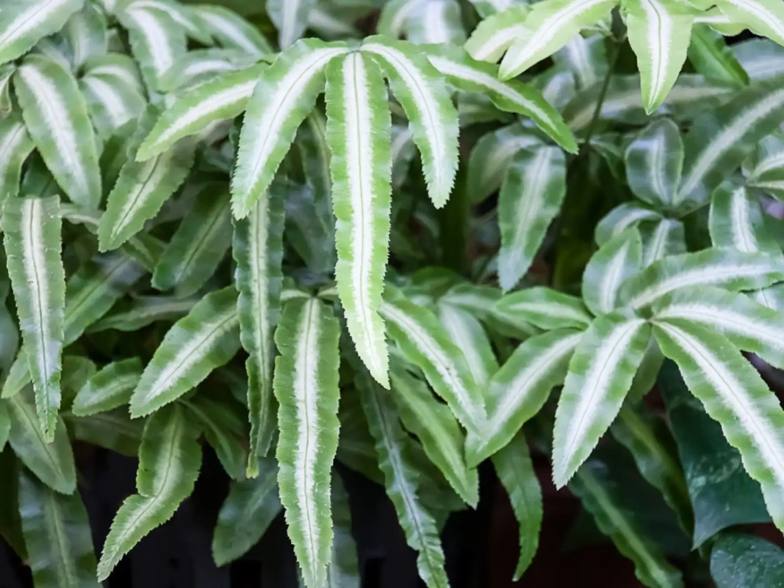 Chinese brake fern indoor window