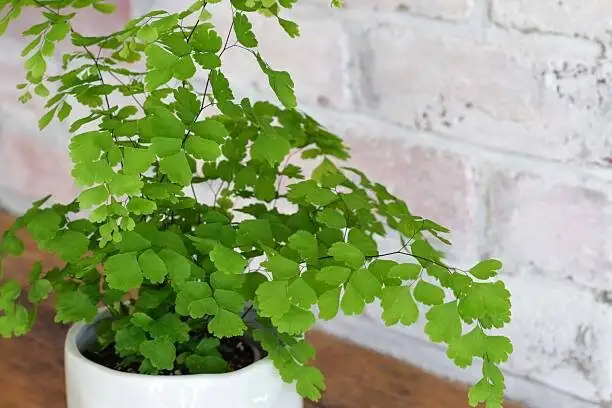 maidenhair fern victorian greenhouse
