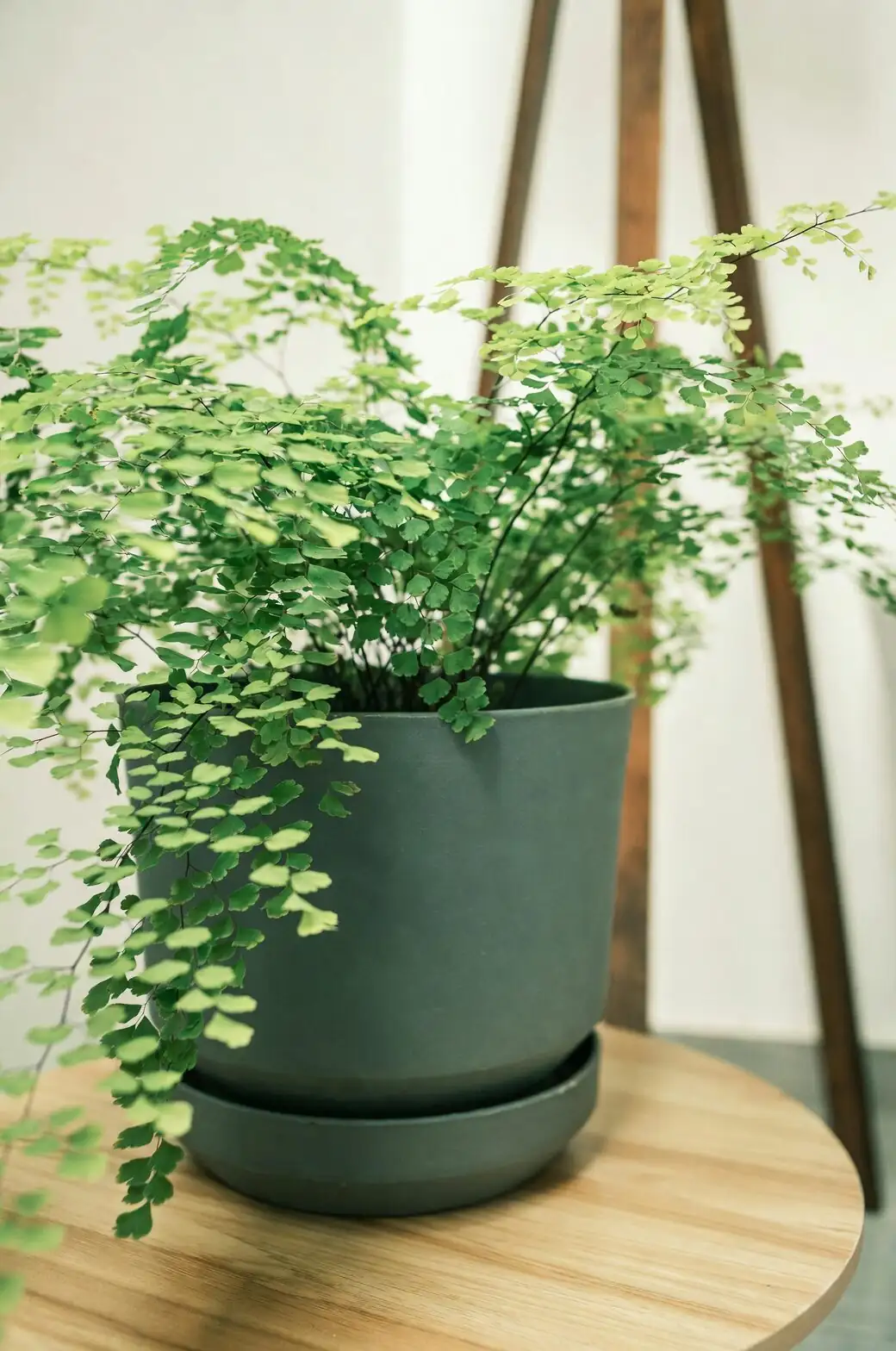 maidenhair fern gift ribbon