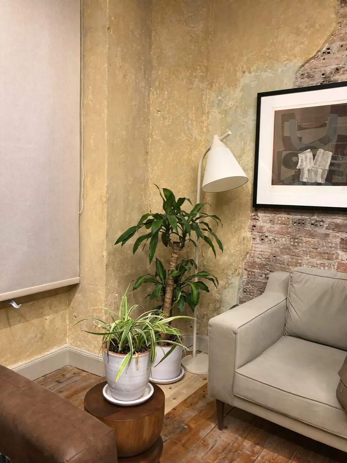 maidenhair fern fittonia living room corner