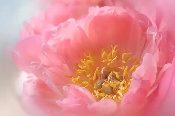 Sun, Chill, and Perfect Drainage: The Real-World Care Blueprint for Chinese Peony