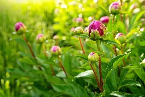 Chinese peony eyes planting depth close-up
