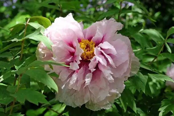 Chinese peony watering at base