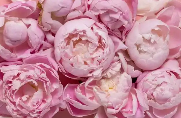 Peony SOS: Bud Blast, Leaf Spots, and Crown Rot—Find it, Fix it, Prevent it