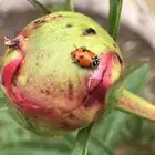 peony bud blast gray mold