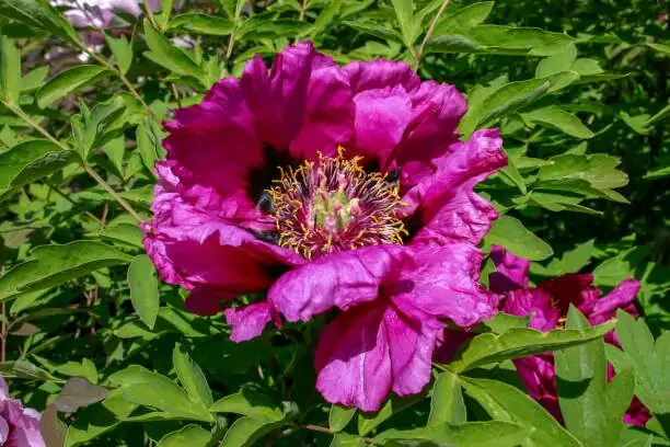 peony leaf spots close-up