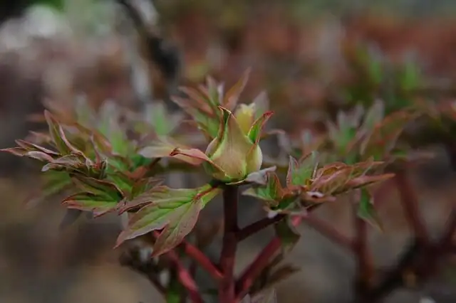 peony aphids on buds