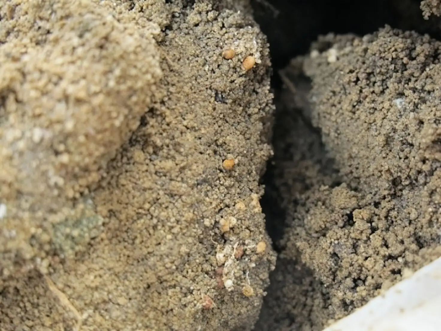 peony southern blight sclerotia