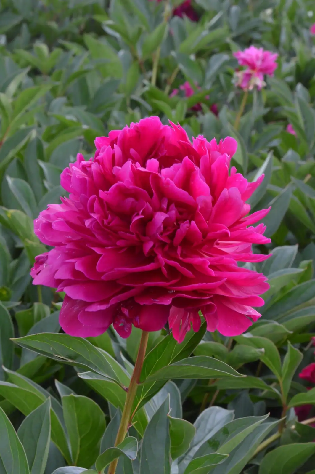 From Steppe to Salon: The Journey of Paeonia lactiflora from NW China to Global Stardom