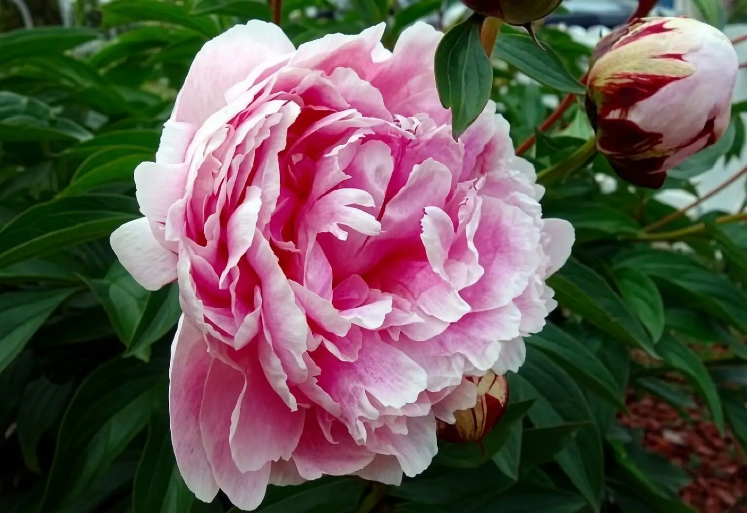 Paeonia lactiflora double bloom close-up