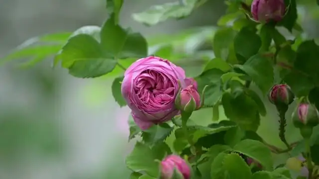 Paeonia lactiflora buds florist cooler