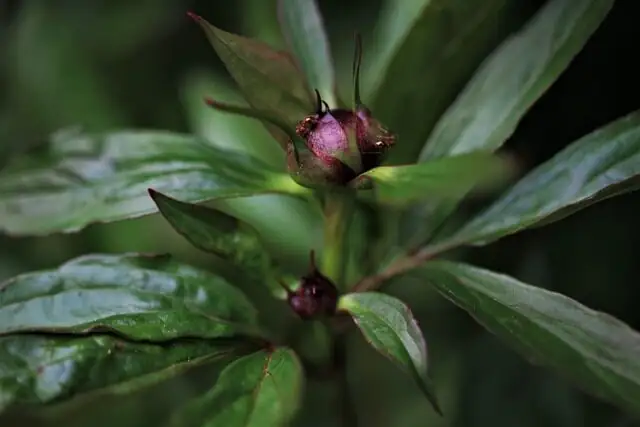 Paeonia lactiflora disbudding hand