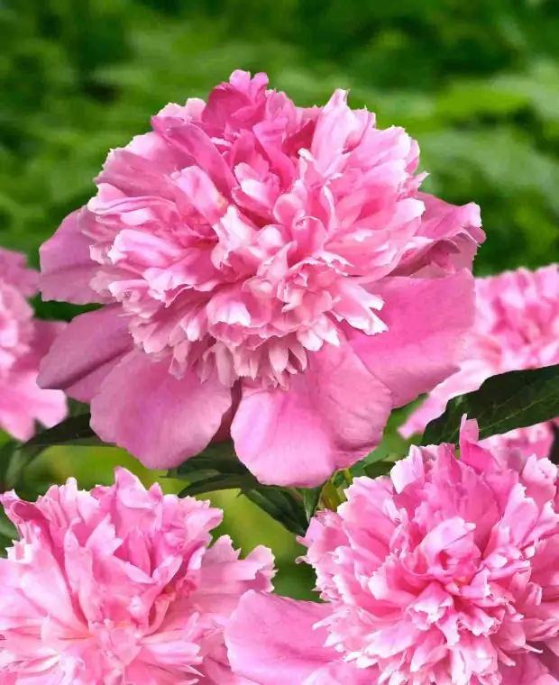 Paeonia lactiflora wedding bouquet