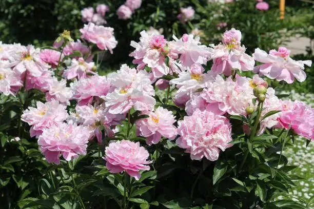 Ants on the Buds and the ‘Marshmallow Stage’: 10 Chinese Peony Quirks You’ll Love