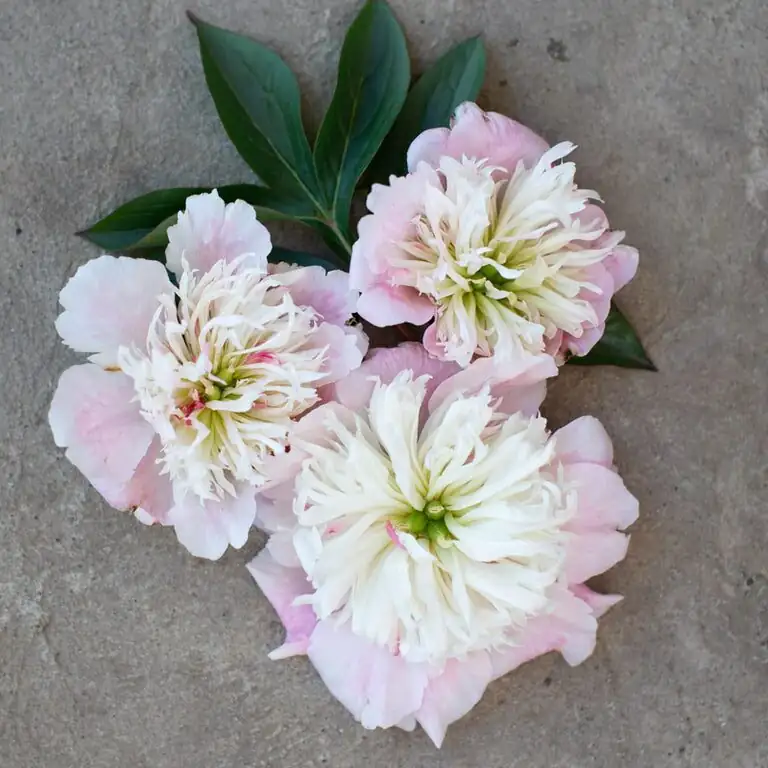 Chinese peony marshmallow bud squeeze