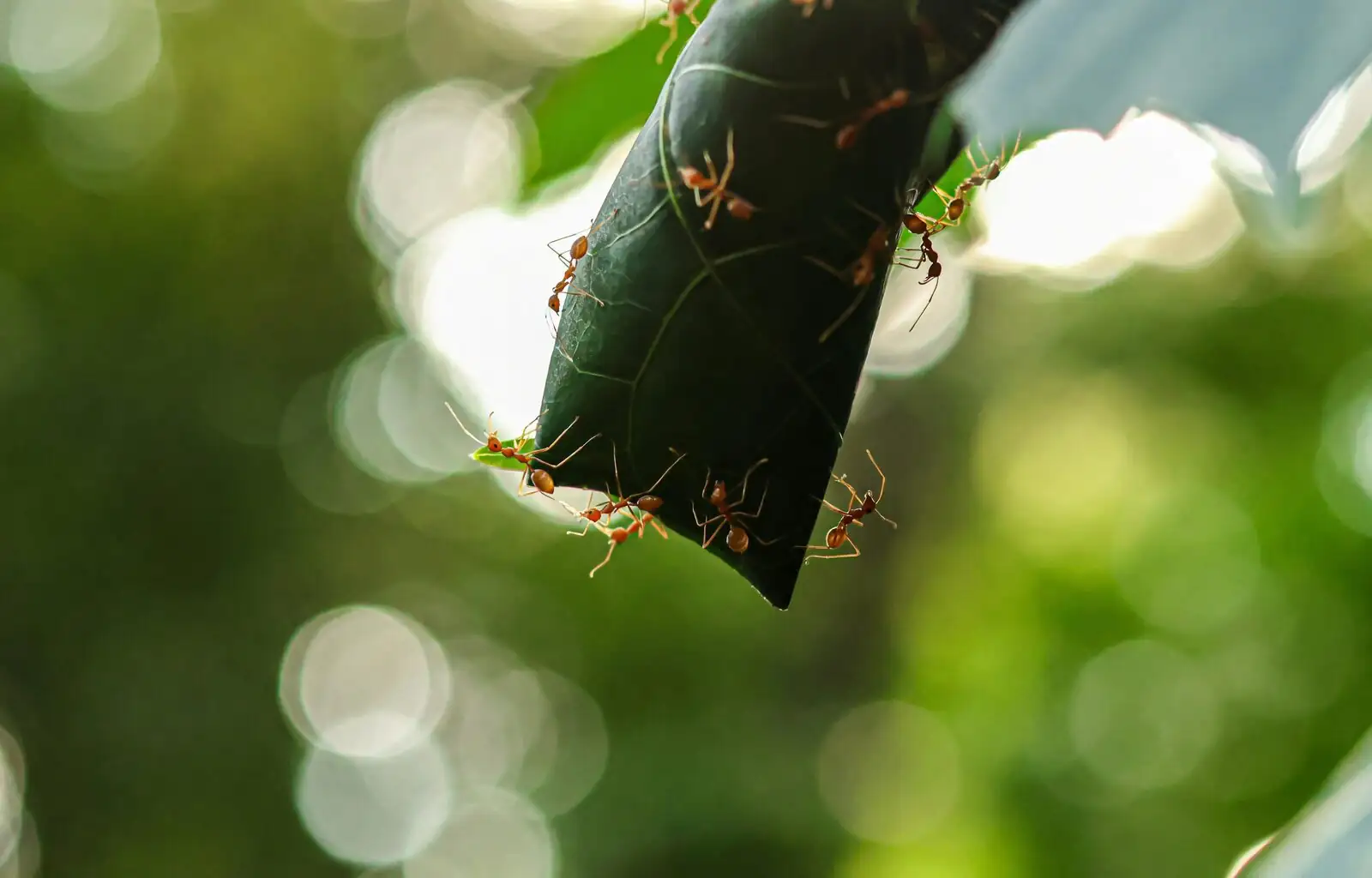 Chinese peony ants on bud