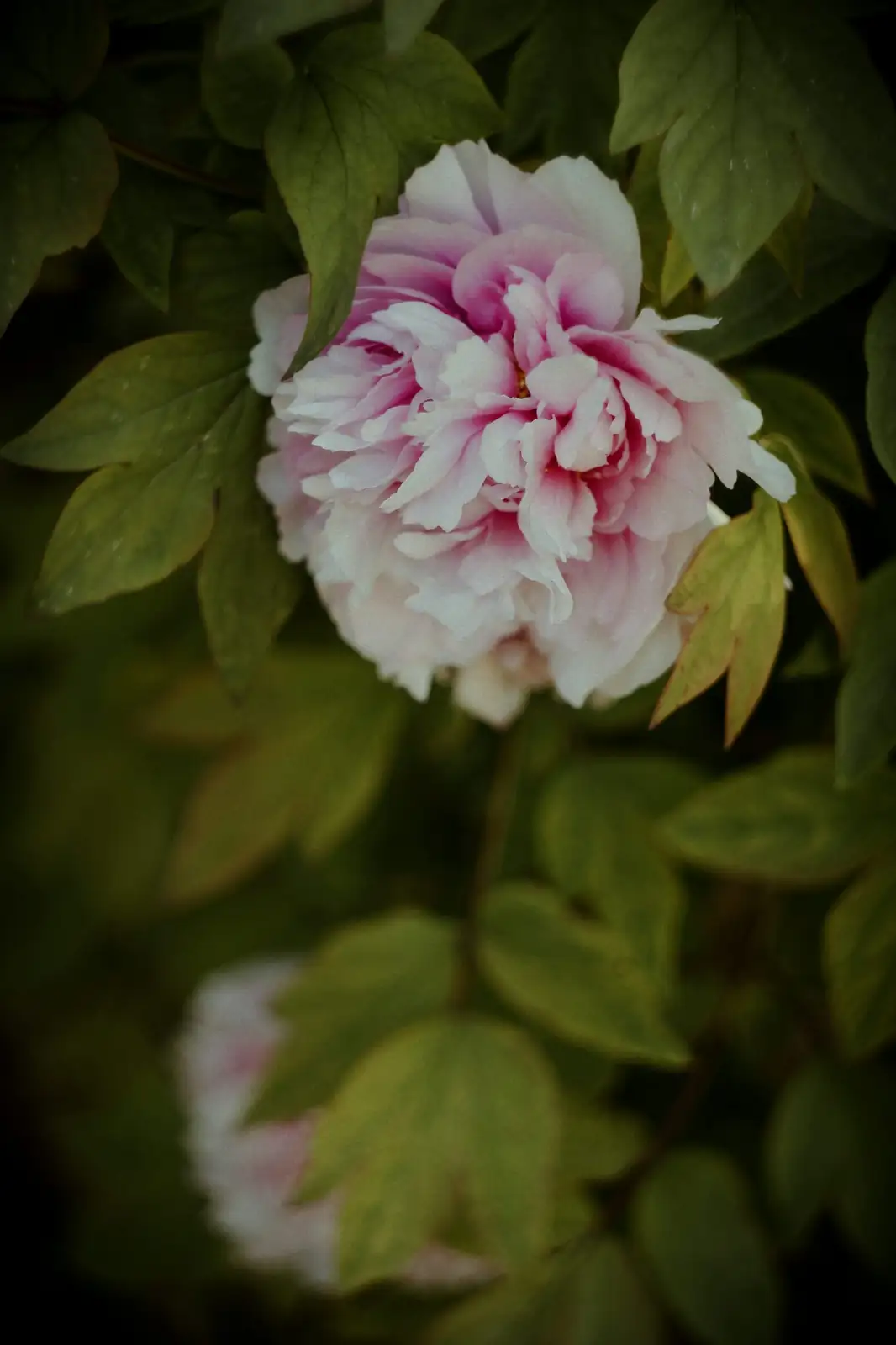 herbaceous peony vs tree peony stems