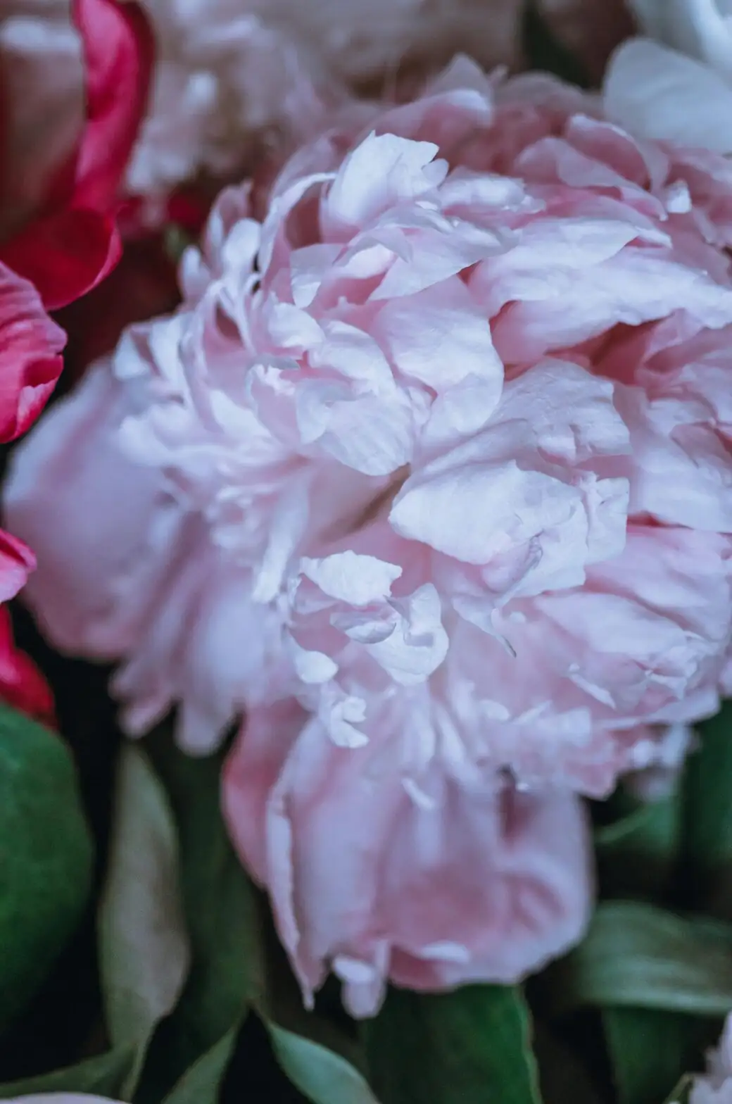 Bashfulness or Prosperity? The Chinese Peony’s Flower Language from Tang Poetry to Hanakotoba and Victorian Cards