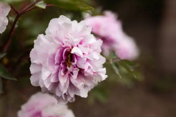 Chinese peony in classical garden