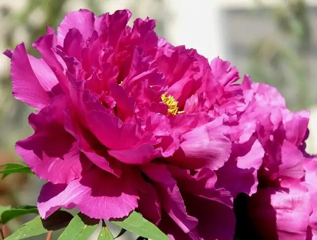 peony blush pink drooping bloom