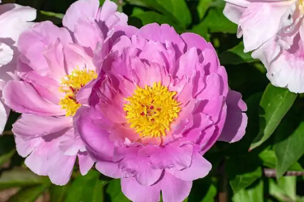 peony clump lifting with spade