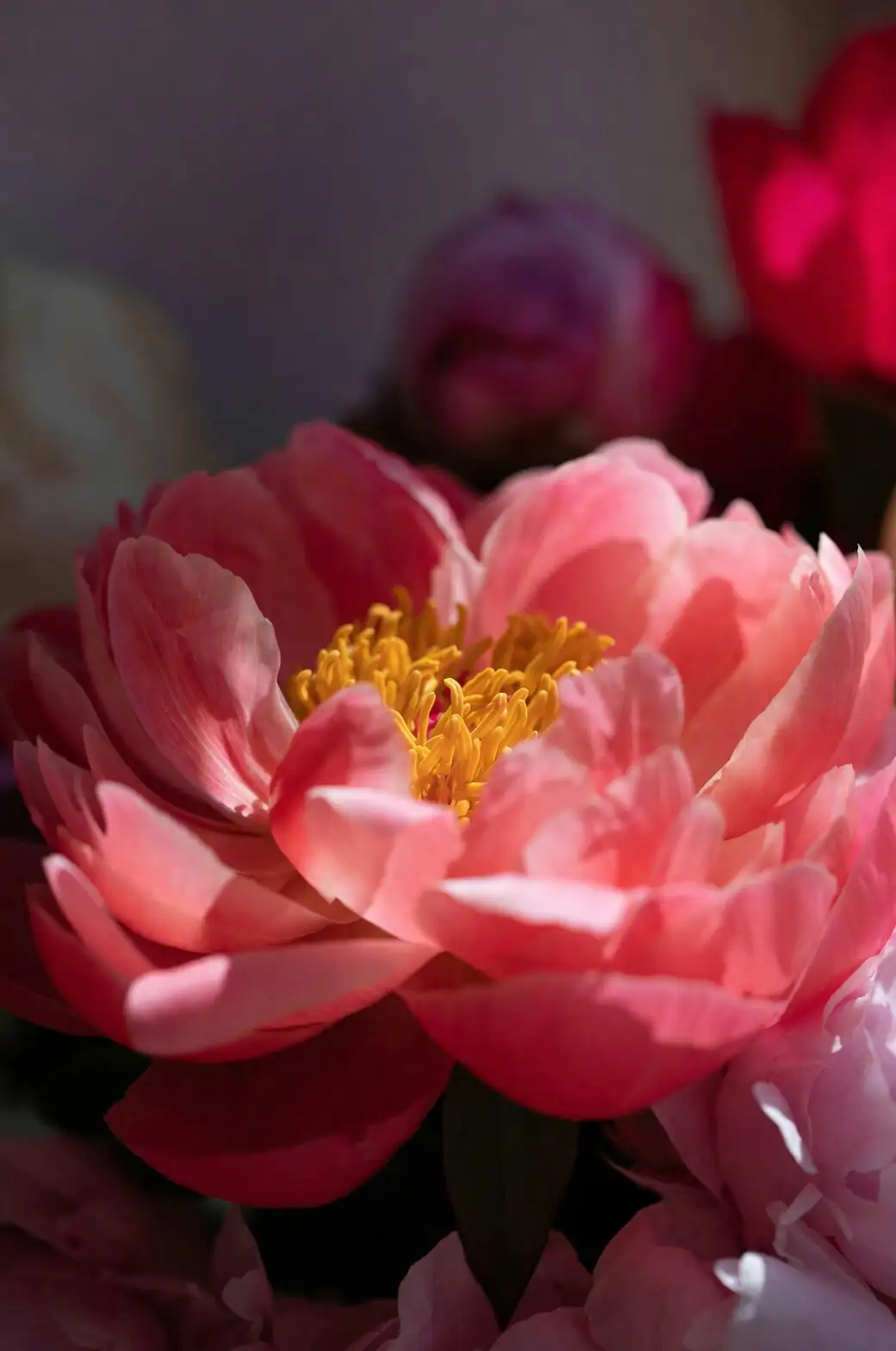 peony crown eyes close-up