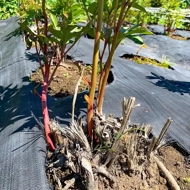 peony eyes at soil surface