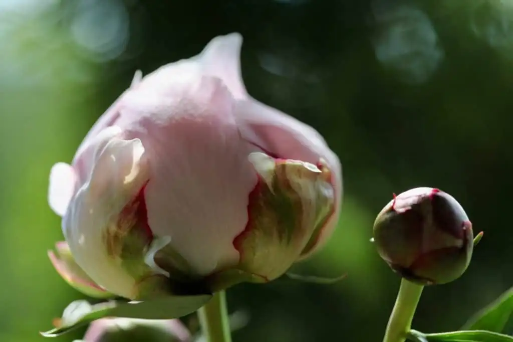 Peonies That Last: Harvest at the Marshmallow Bud, Cool-Store Like a Florist, Style Like a Pro
