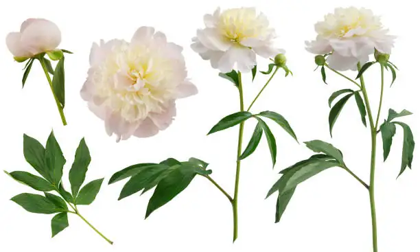 peony stem recut warm water
