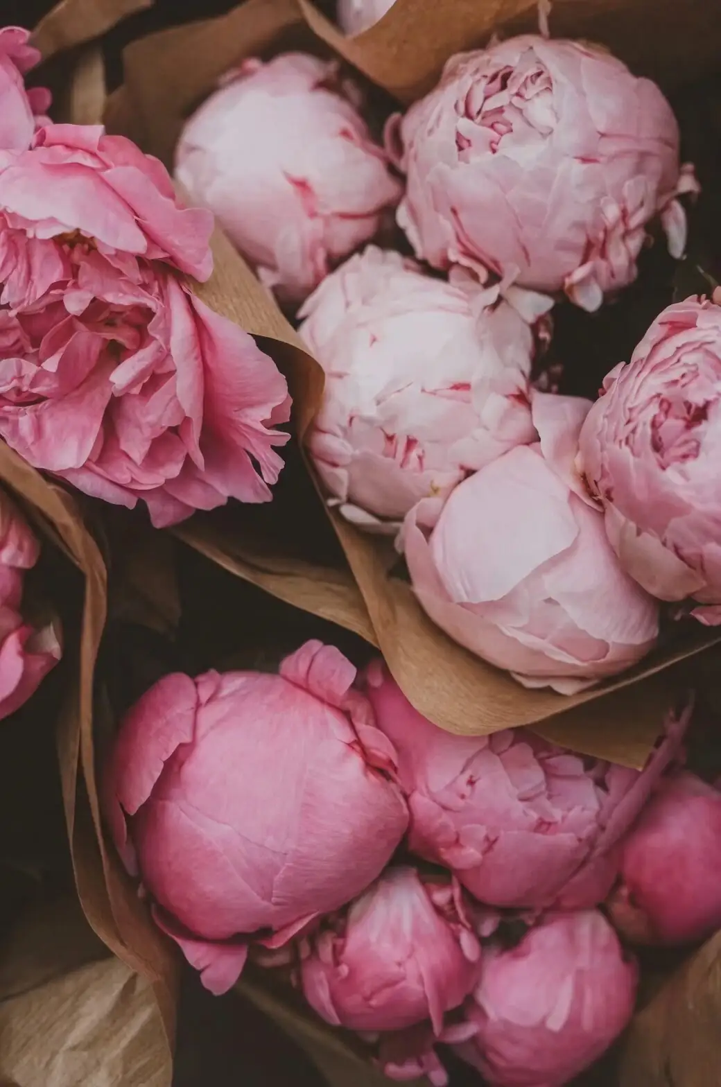 peony buds dry wrap refrigerator