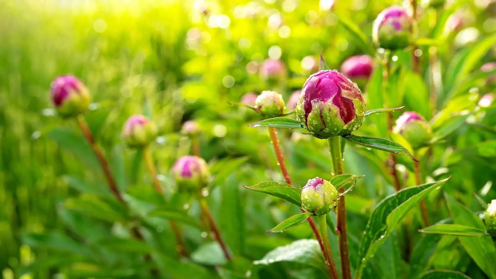 Chinese peony buds and foliage close-up