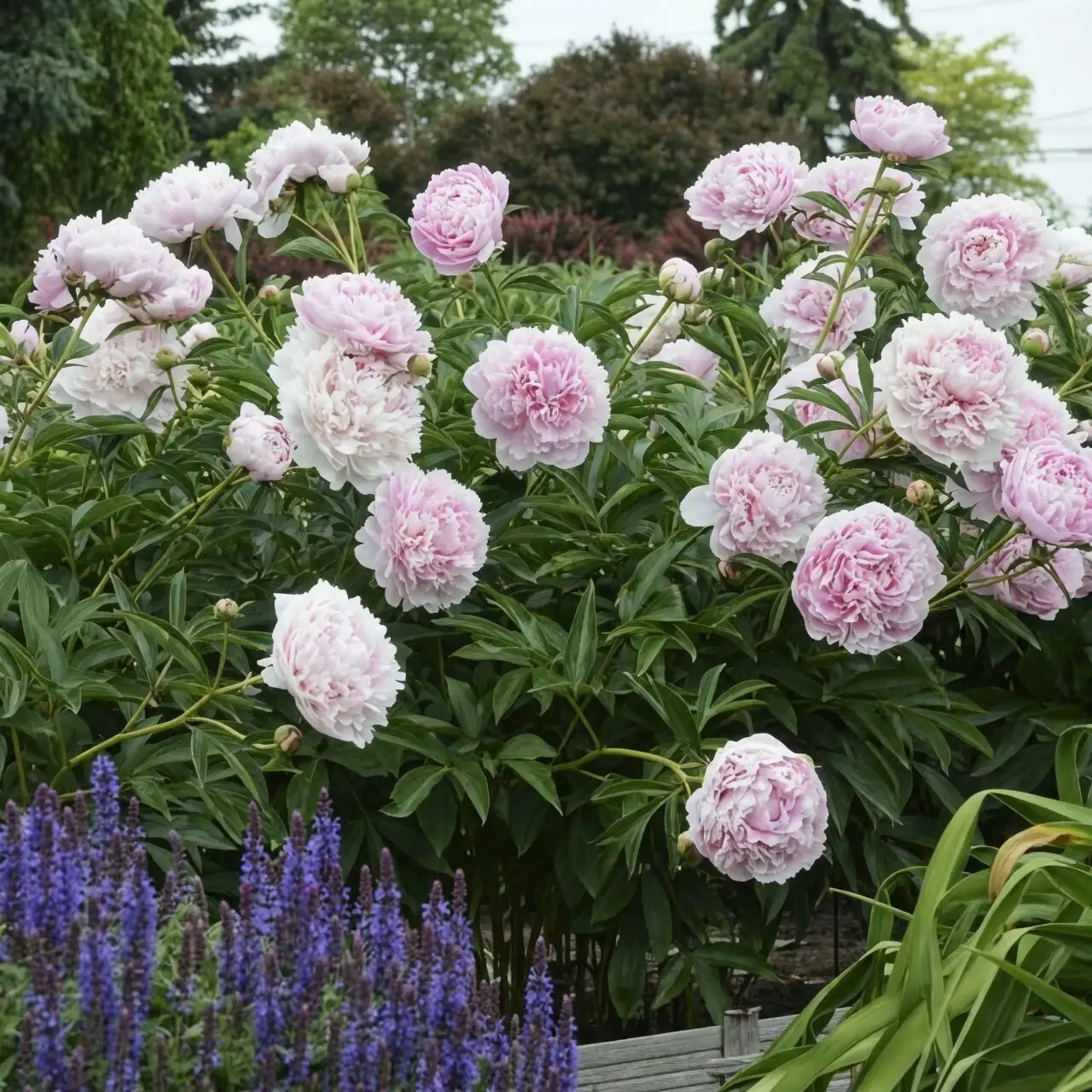 Chinese peony with catmint border