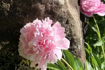peony companion border layout plan