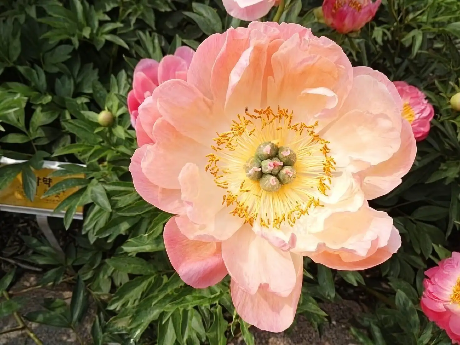 Peonies in Heat: Smart Tactics for Zone 8–9 Gardens—Morning Sun, Airflow, and Mulch Magic