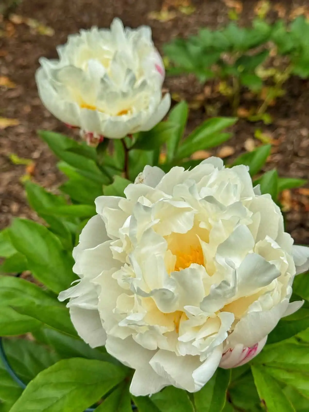 peony crown planting depth close-up