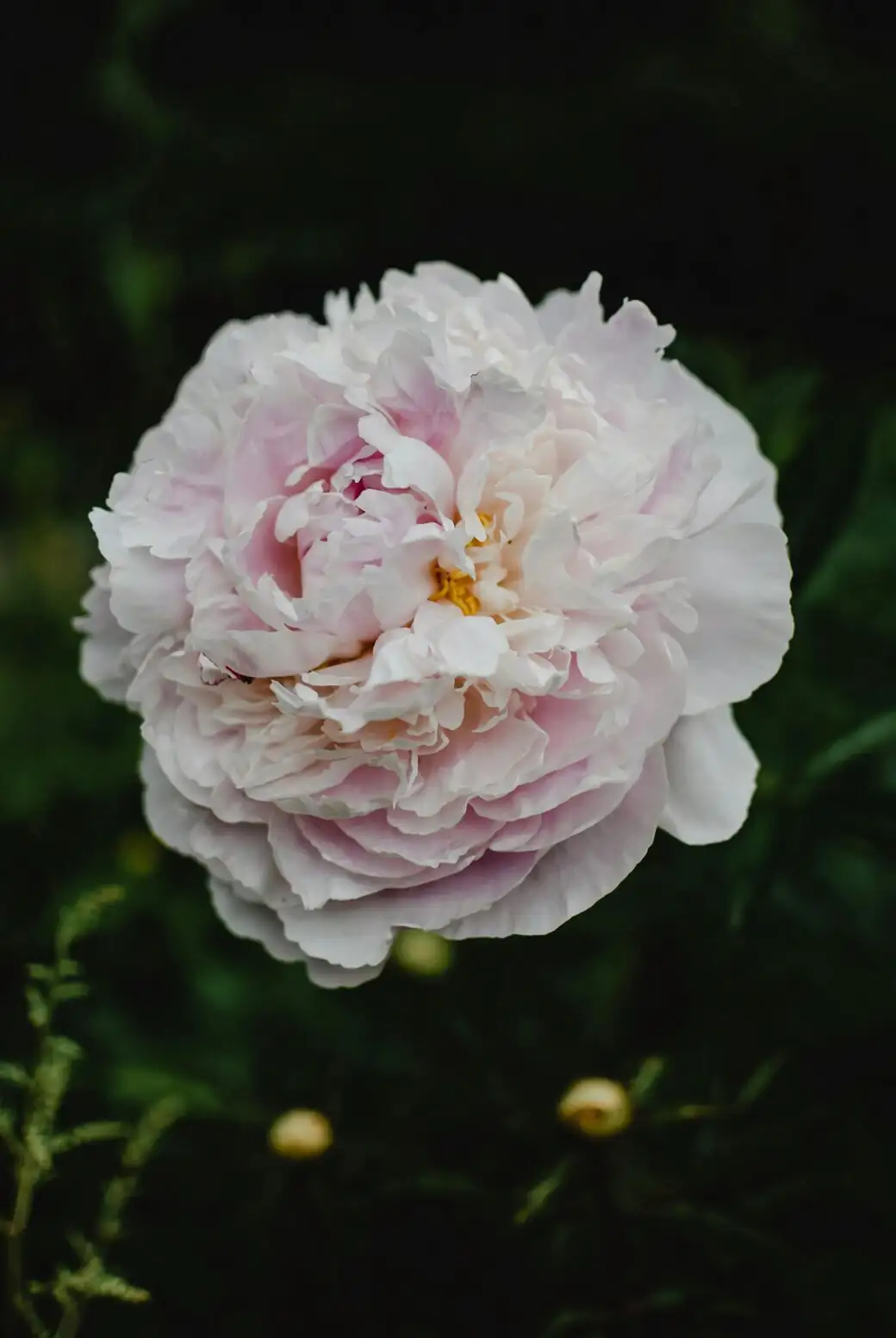 peony drip irrigation early morning