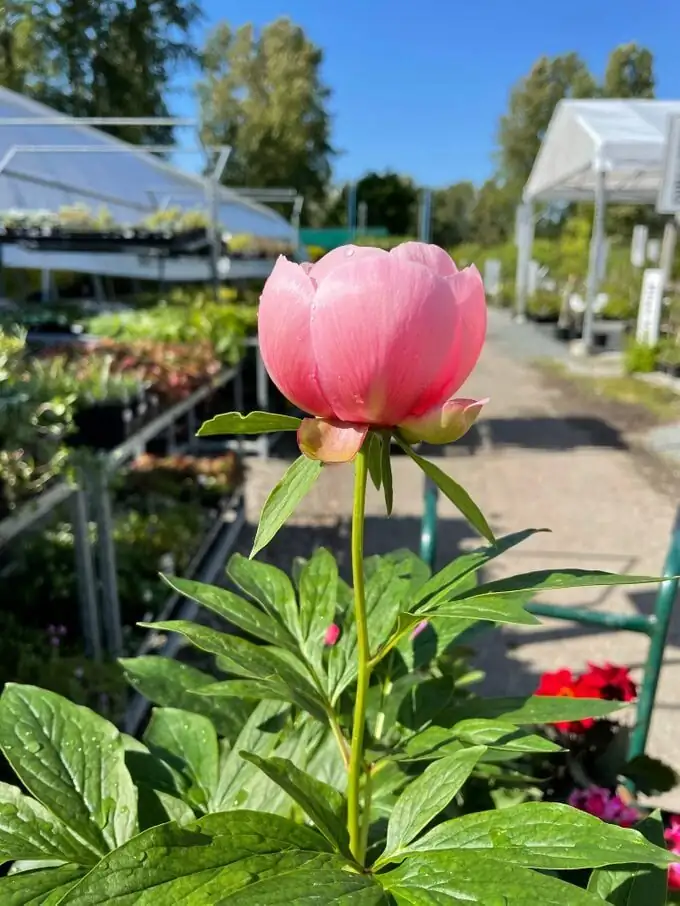 peony watering can at base