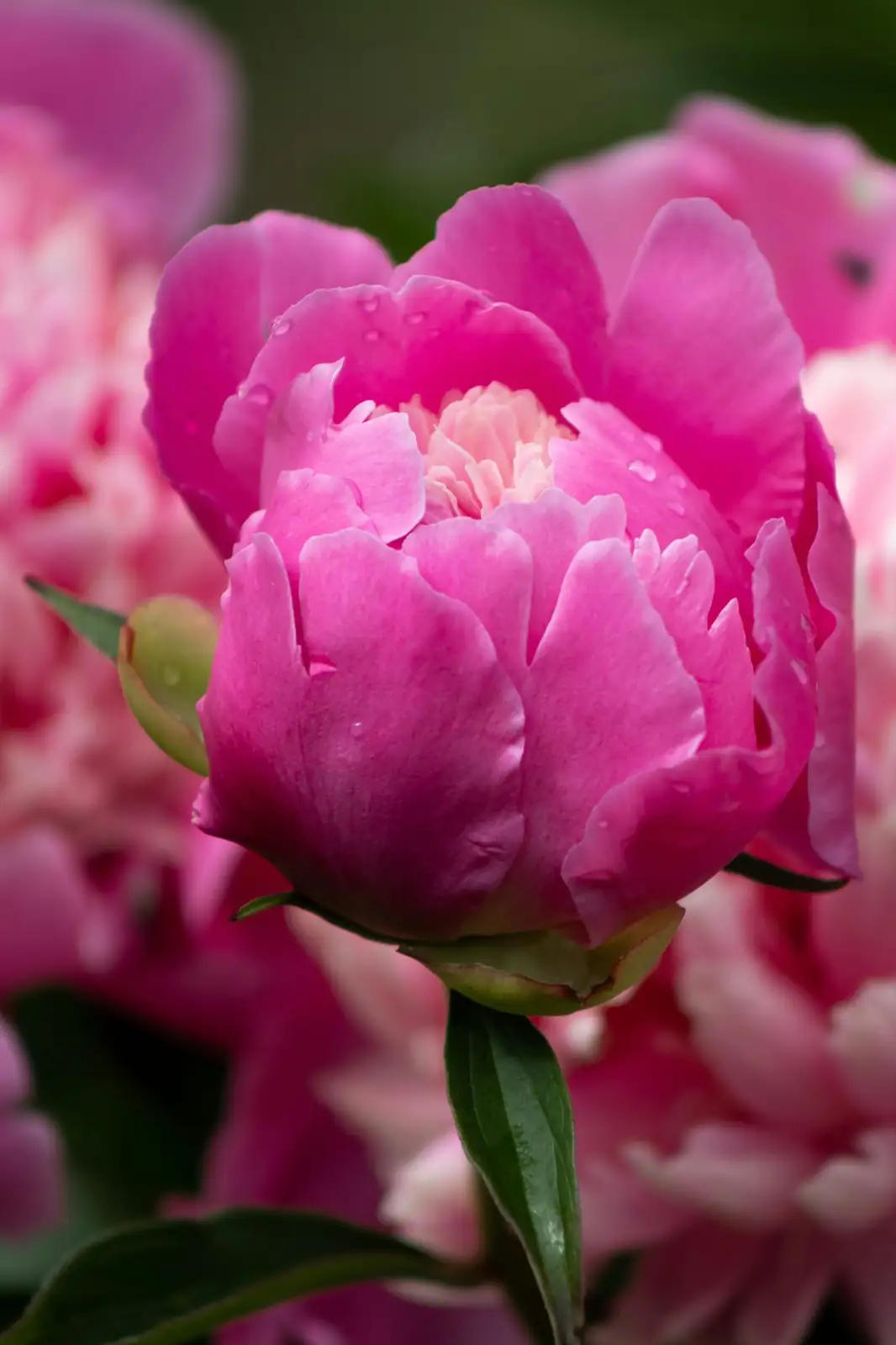 Why Won’t My Peony Bloom? 9 Fixes from Planting Depth to Sun Hours