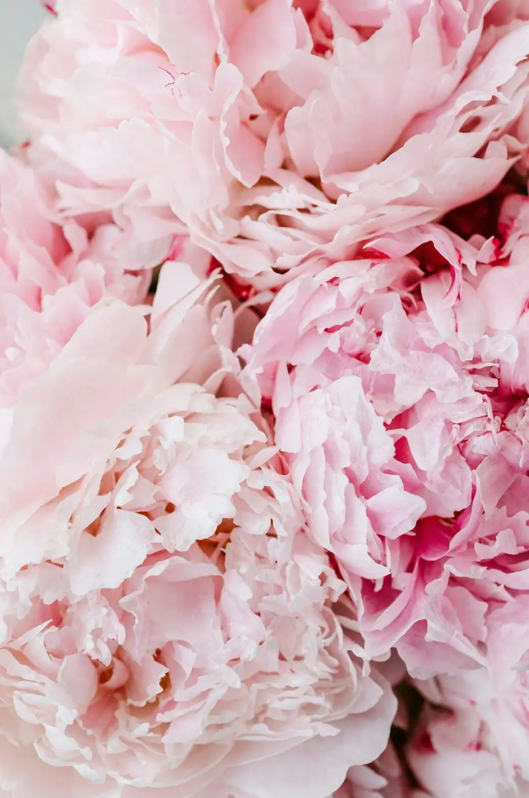peony eyes planting depth close-up